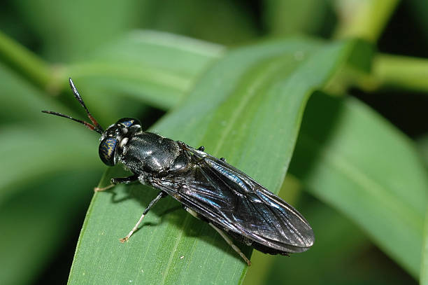 Élimination d'insectes volants par Osky Djibouti